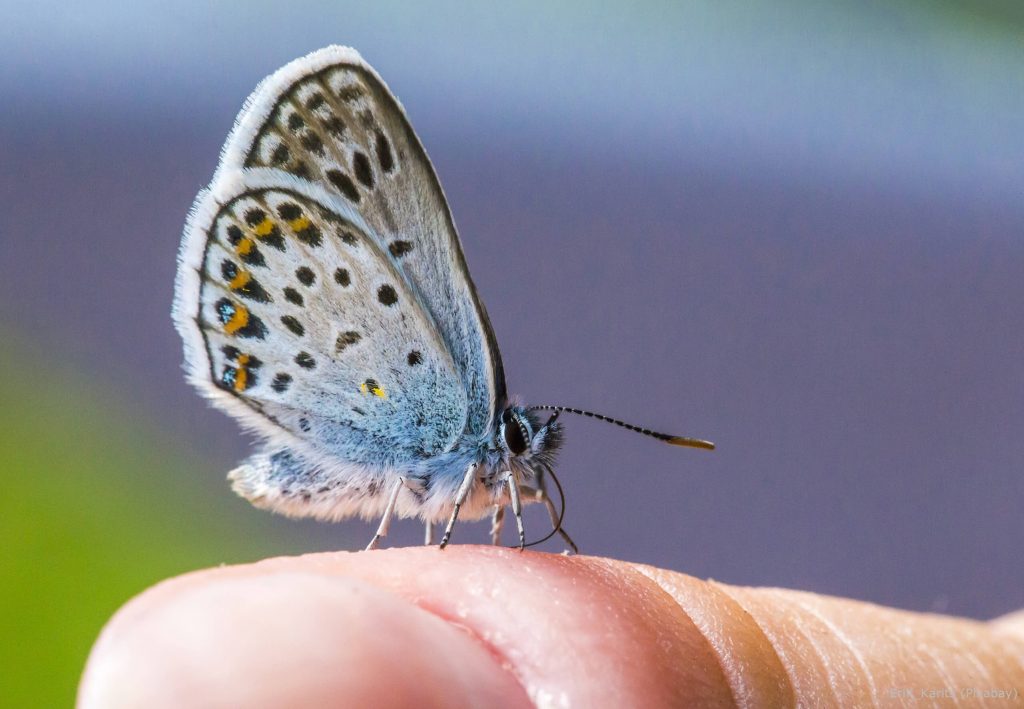 blauer Schmetterling auf Finger