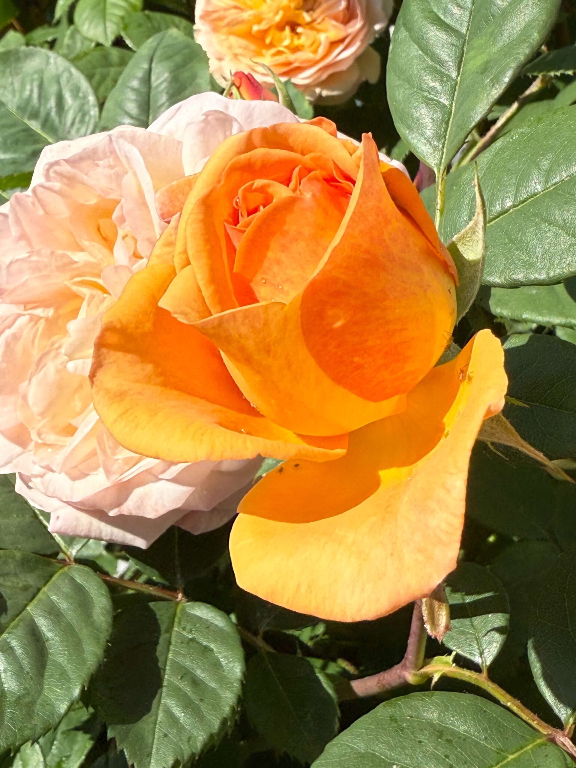 Blüten, Rosen, Blätter