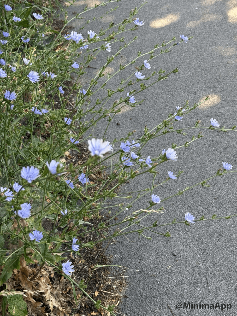 Blumen Straße