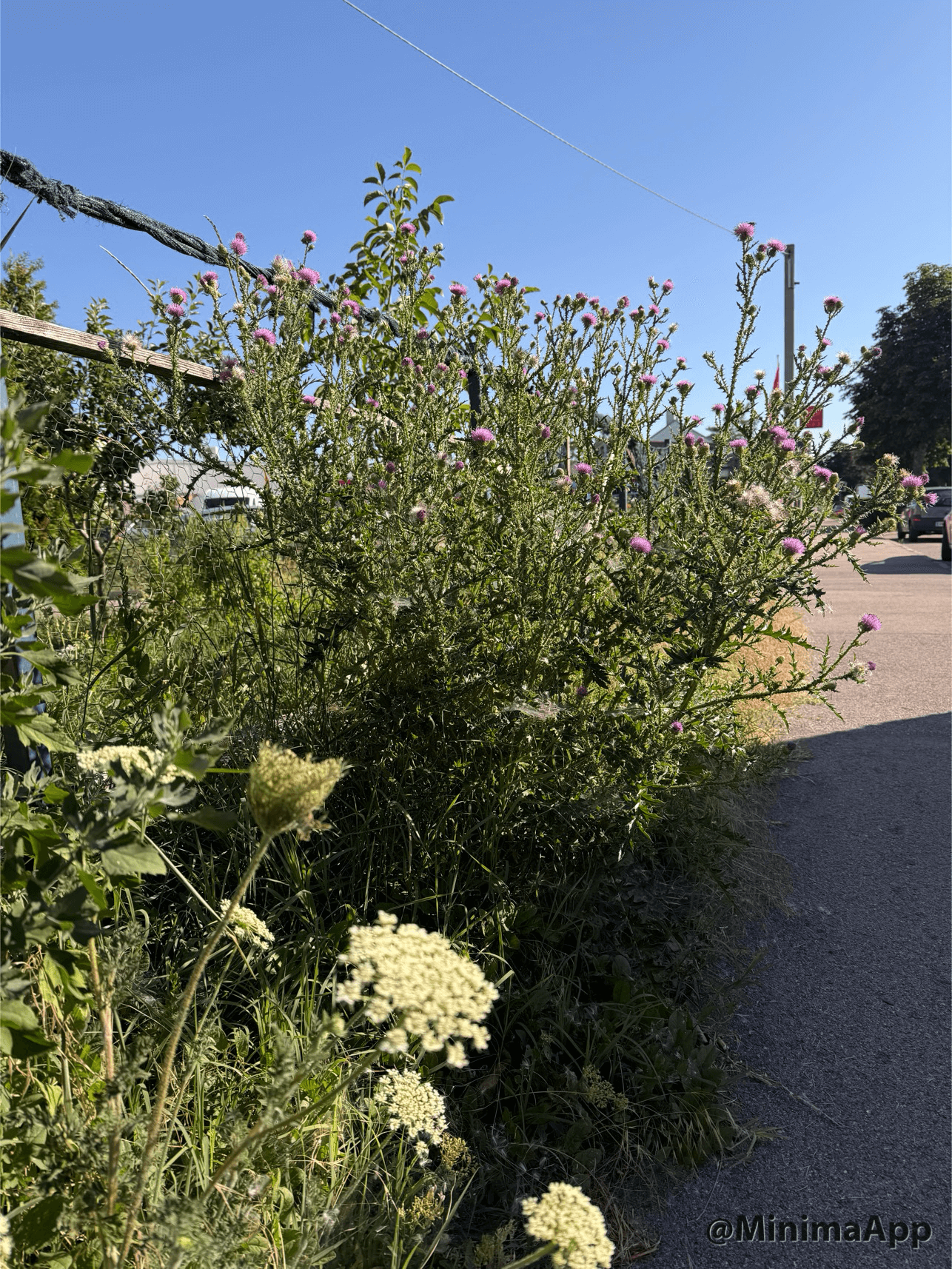 Straße Zaun Blumen Disteln