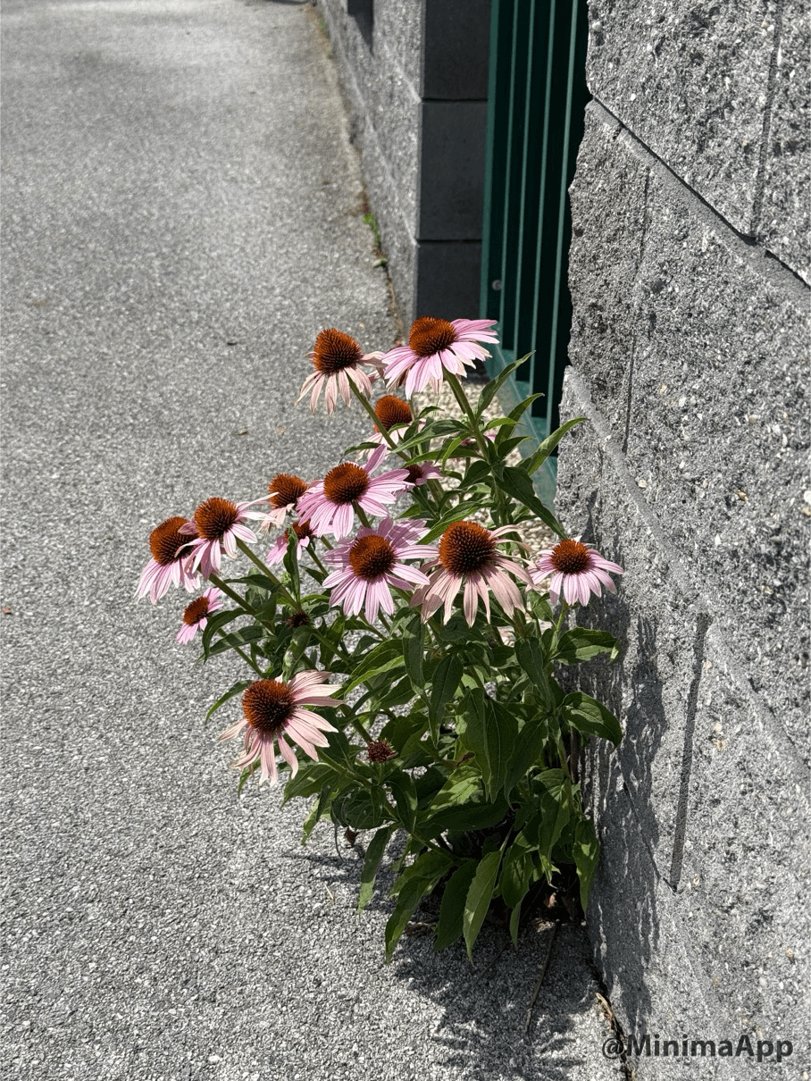 Blumen Sonnenhut Echinacea Zaun Gehsteig