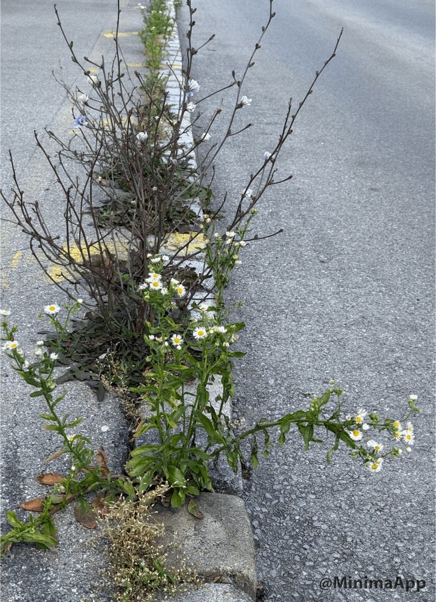 Straße Gehsteig Blume