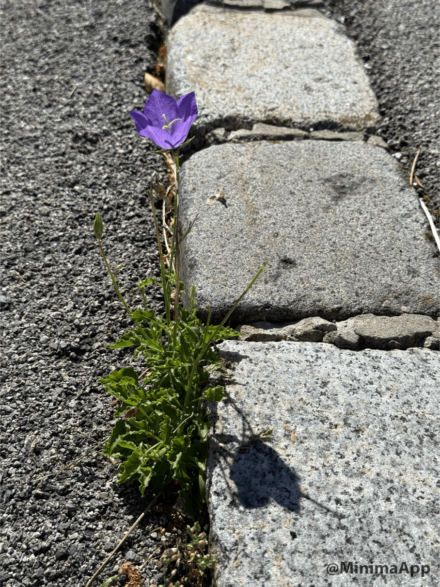 Blume Steine Gehsteig Straße